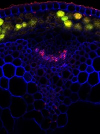Non-fucosylated xyloglucan-5 (clone CCRC-M48) in the group Antibodies Plant/Algal / Cell Wall / Dr. Hahn collection, University of Georgia at Agrisera AB (Antibodies for research) (AS16 3221-1ml)